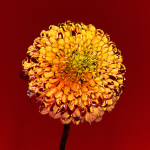 实践视频speaking外网
